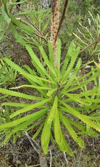 Banksia attenuata