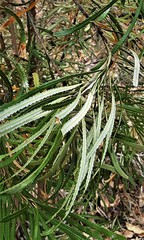 Banksia attenuata