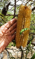 Banksia attenuata