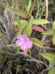 Melastoma septemnervium