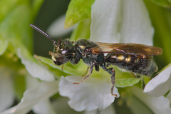 Ceratina acantha