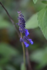Salvia helianthemifolia
