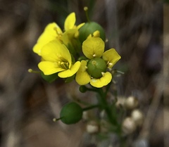 Physaria densiflora