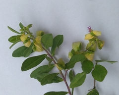 Crotalaria retusa