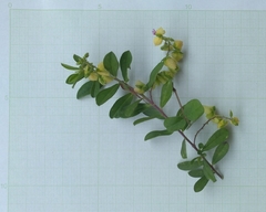 Crotalaria retusa