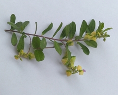 Crotalaria retusa