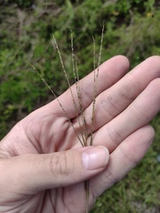 Digitaria violascens