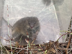 Swamp Antechinus photo 4