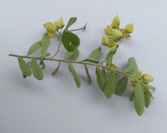 Crotalaria retusa