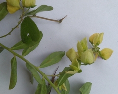 Crotalaria retusa
