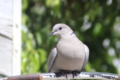 Streptopelia decaocto