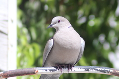Streptopelia decaocto