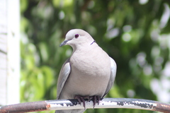 Streptopelia decaocto