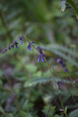 Salvia helianthemifolia