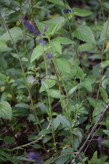 Salvia helianthemifolia
