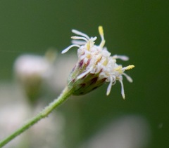 Baccharis multiflora