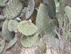 Pyrocephalus rubinus