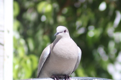 Streptopelia decaocto