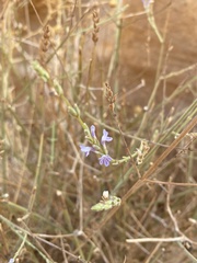 Lavandula coronopifolia