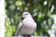 Streptopelia decaocto