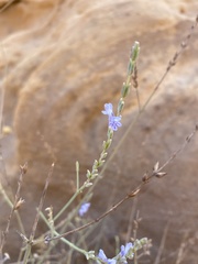 Lavandula coronopifolia
