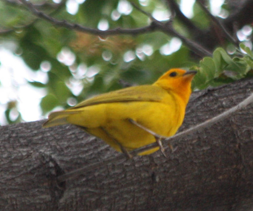 Sicalis flaveola