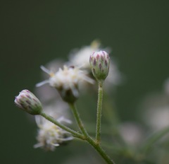 Baccharis multiflora