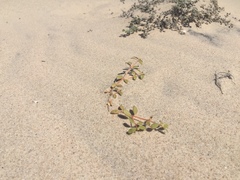 Euphorbia platysperma