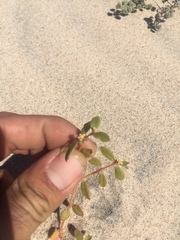 Euphorbia platysperma