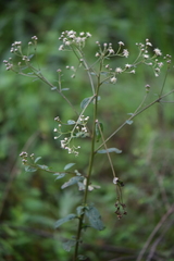 Baccharis multiflora