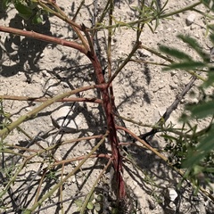 Hermbstaedtia