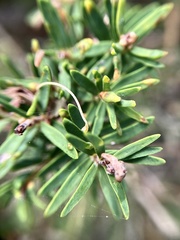 Melaleuca cuticularis