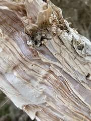 Melaleuca cuticularis