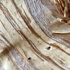 Melaleuca cuticularis