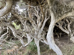 Melaleuca cuticularis