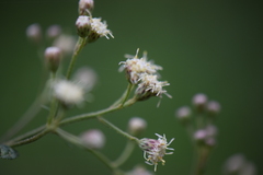 Baccharis multiflora