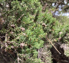 Melaleuca cuticularis