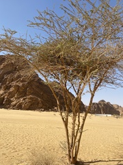 Plicosepalus acaciae