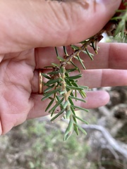 Melaleuca cuticularis