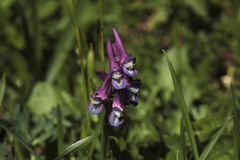 Corydalis conorhiza