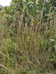 Schizachyrium condensatum