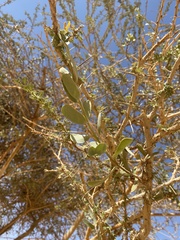 Plicosepalus acaciae