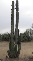 Lophocereus