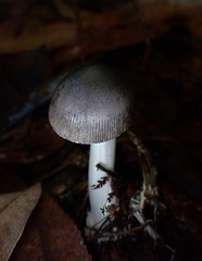 Amanita cheelii
