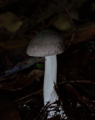 Amanita cheelii