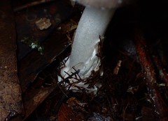Amanita cheelii