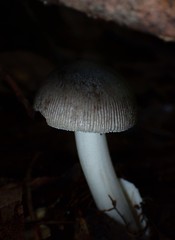 Amanita cheelii