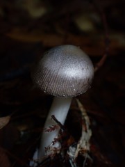 Amanita cheelii