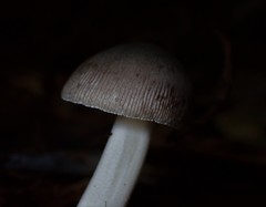 Amanita cheelii