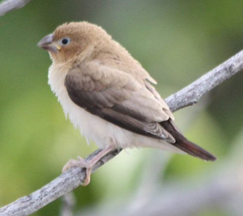 Euodice cantans